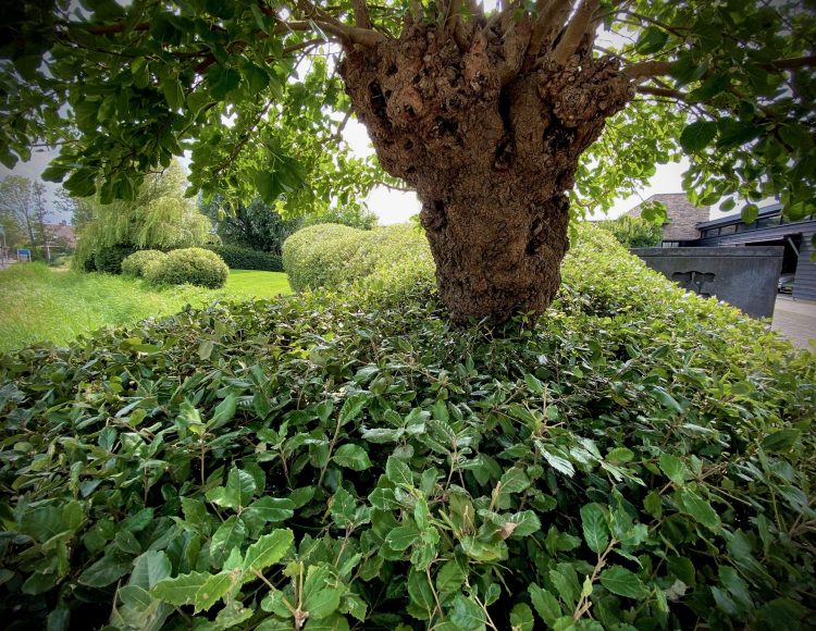 Tuinonderhoud door Herweijer Hoveniers