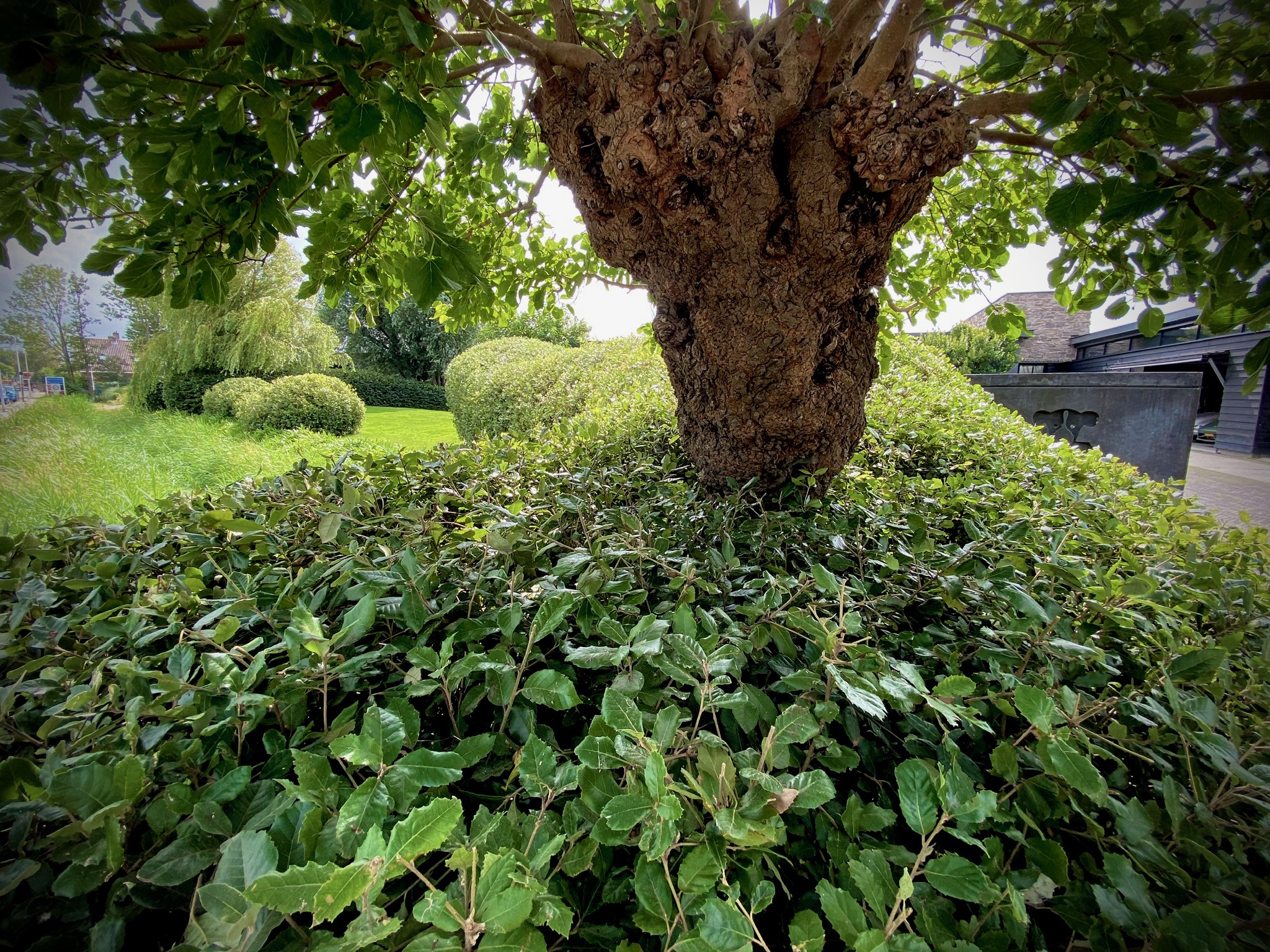 Tuinonderhoud door Herweijer Hoveniers